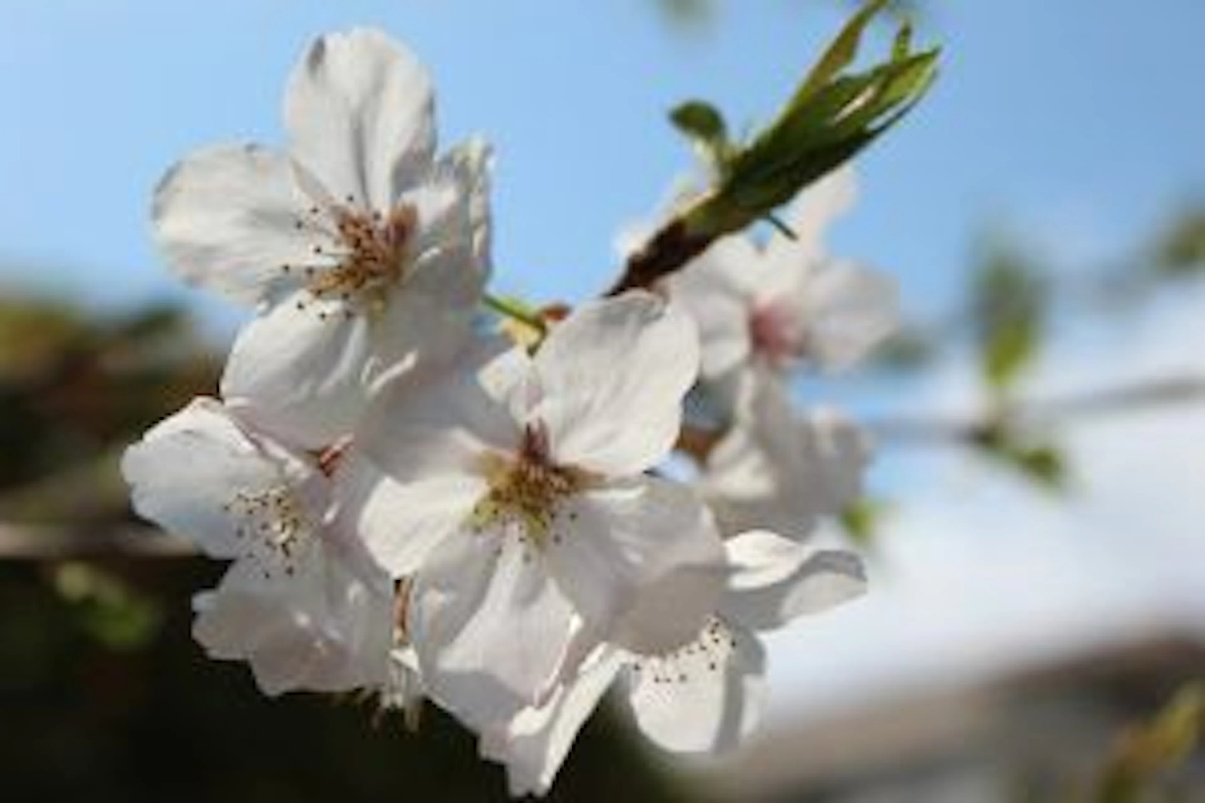 今が見頃!鹿児島のオススメ花見スポット6選!