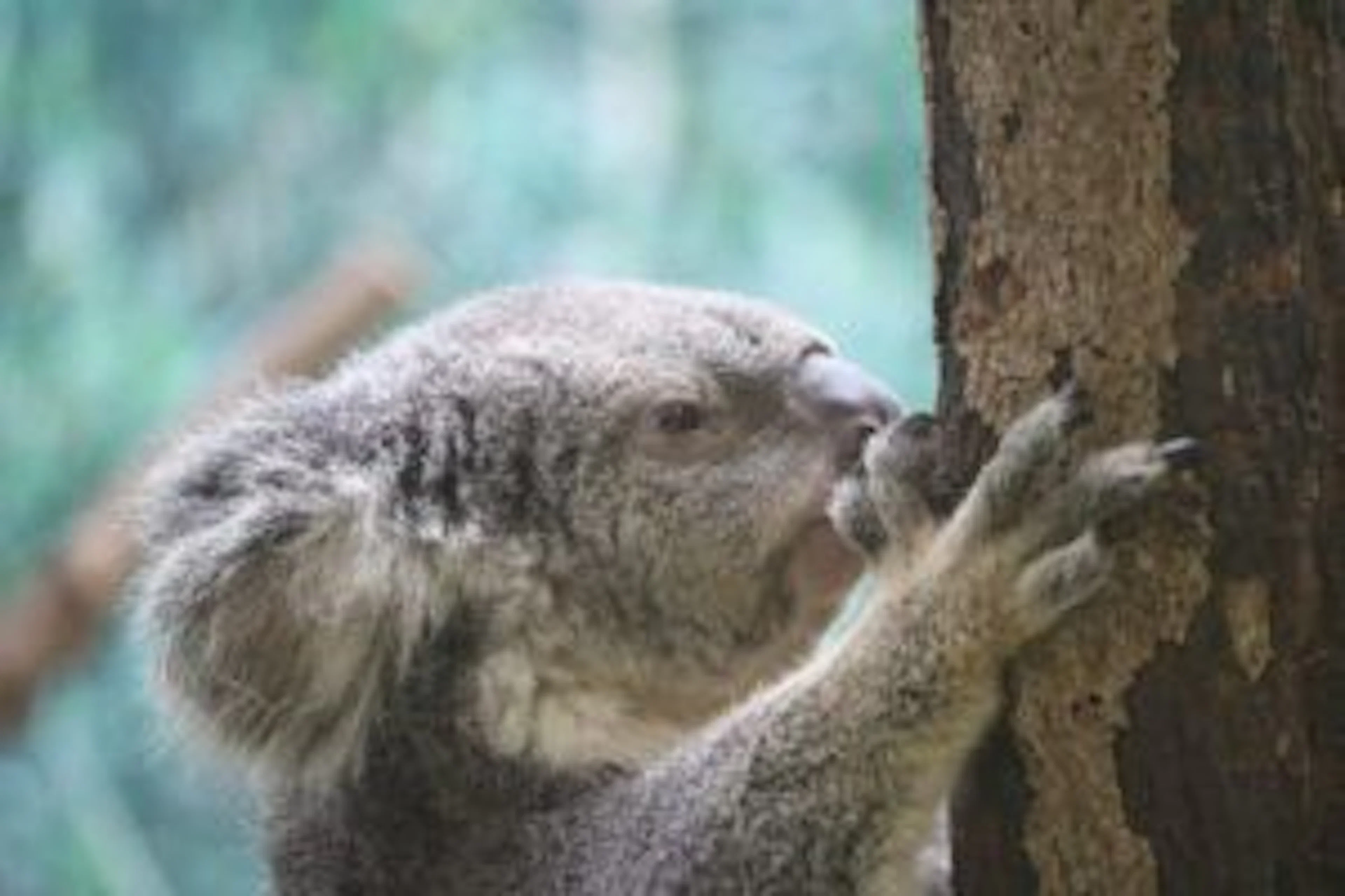 【おトクで楽しい!】鹿児島市内・主要施設の年間パスポートをまとめてみた