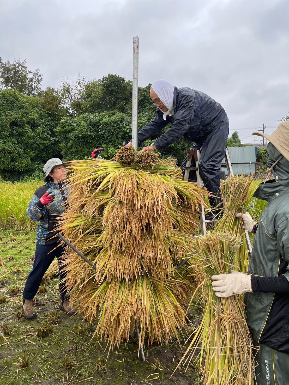 横浜田んぼの活動風景