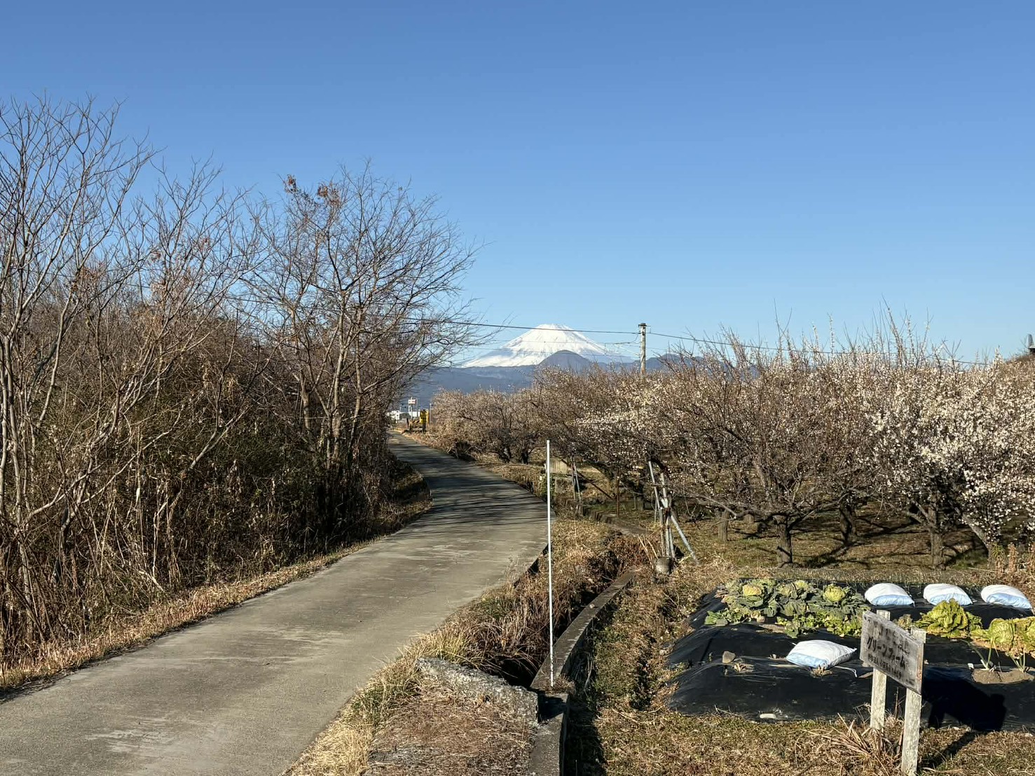 小田原　エコな貸農園グリーンファームの活動風景