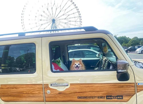 16歳の愛犬を思いやる週末ドライブの工夫