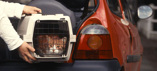 ペットの乗せ方が決められているリース会社もある について解説する項目の見出し画像