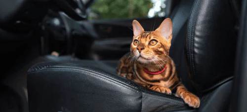 ペットの車酔いや熱中症に気をつける について解説する項目の見出し画像