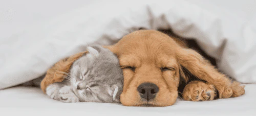 ペットが安全に過ごせる環境を整える について解説する項目の見出し画像