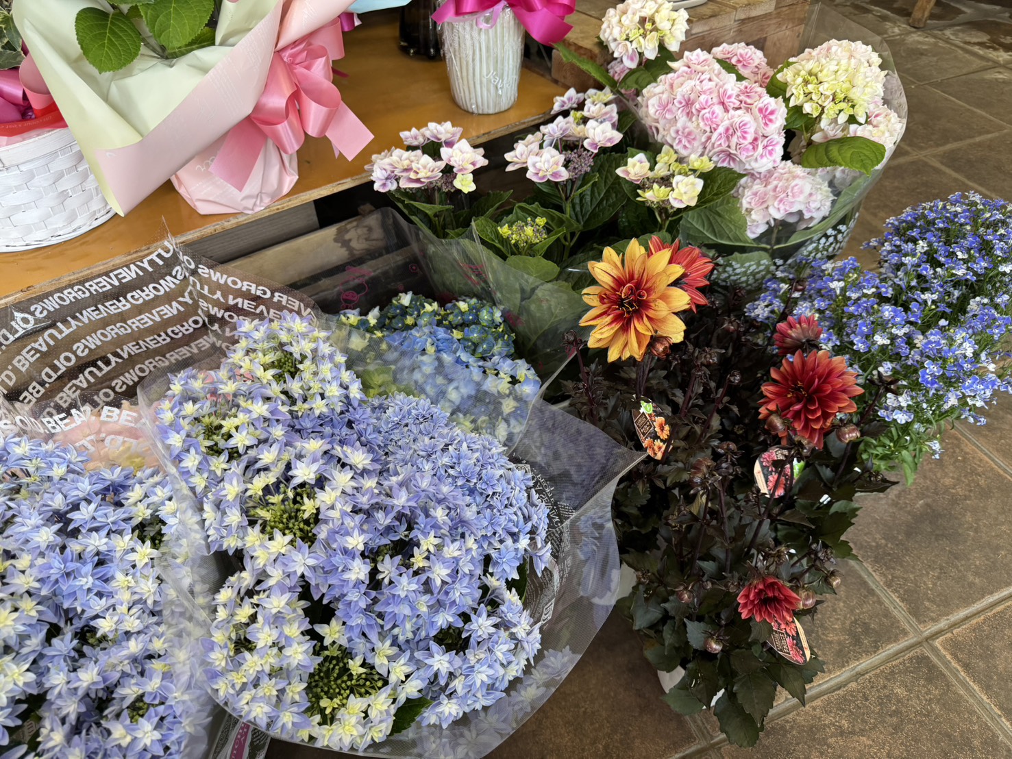 水曜日は鉢物の入荷日です🌻