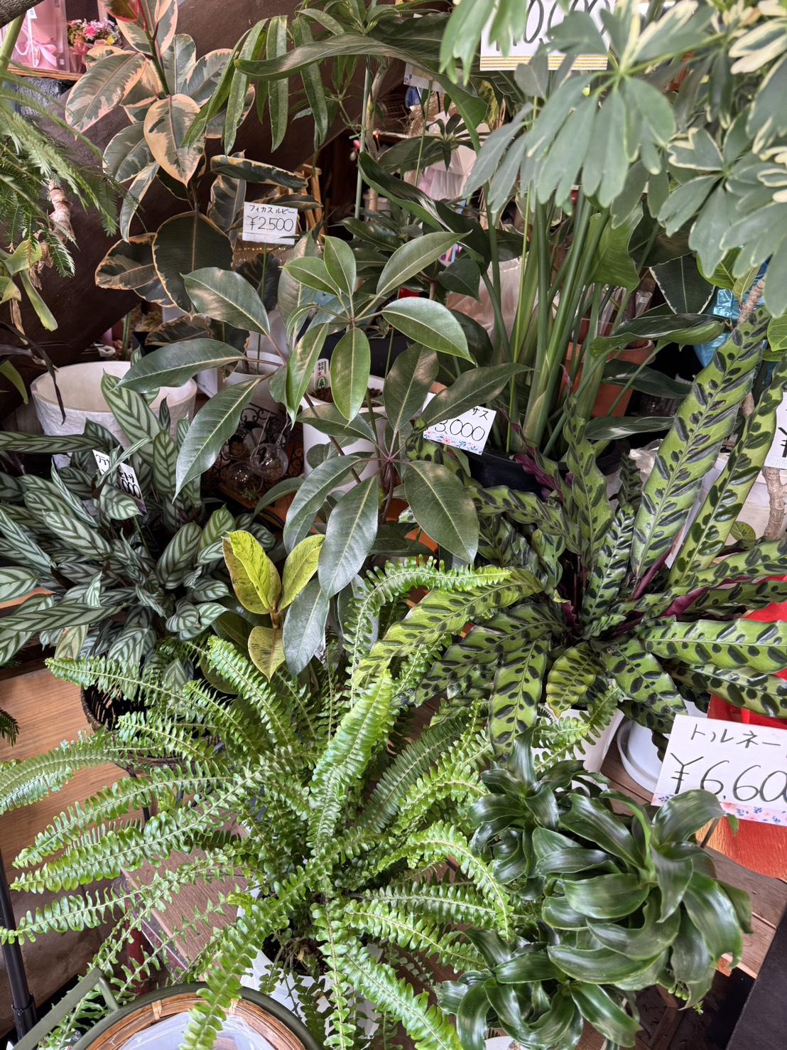 観葉植物の時期になりました♪