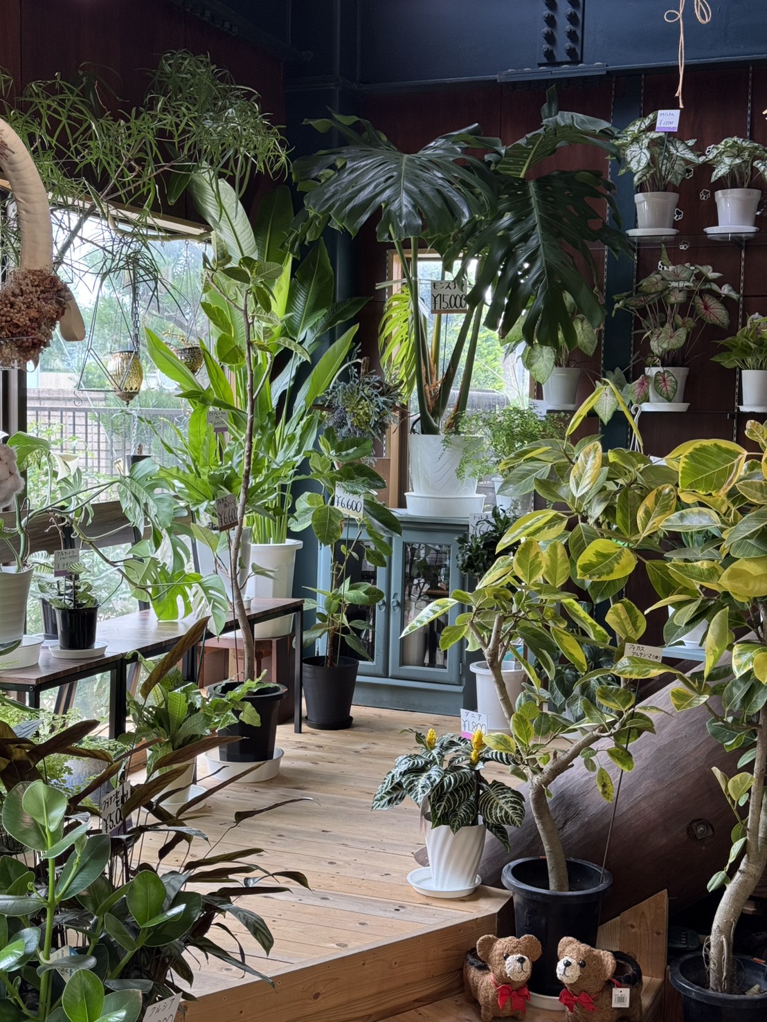 店内の一部を改装しました！
観葉植物などのコーナーができたのでぜひ遊びにきてください！