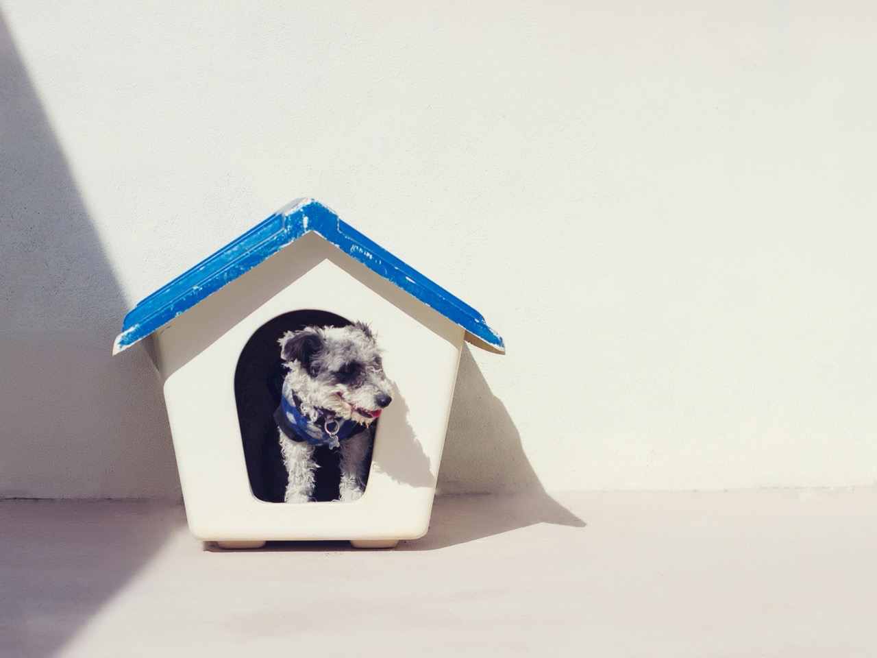 小さな犬小屋から頭を出す犬