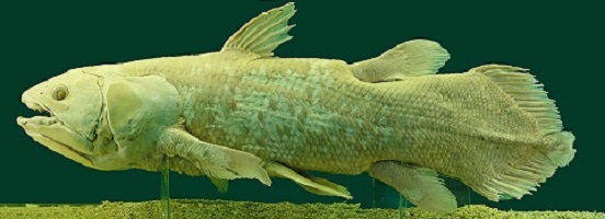 Latimeria_Chalumnae_-_Coelacanth_-_NHMW.jpg