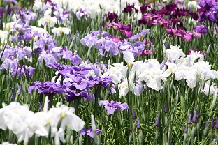 花菖蒲②.JPG