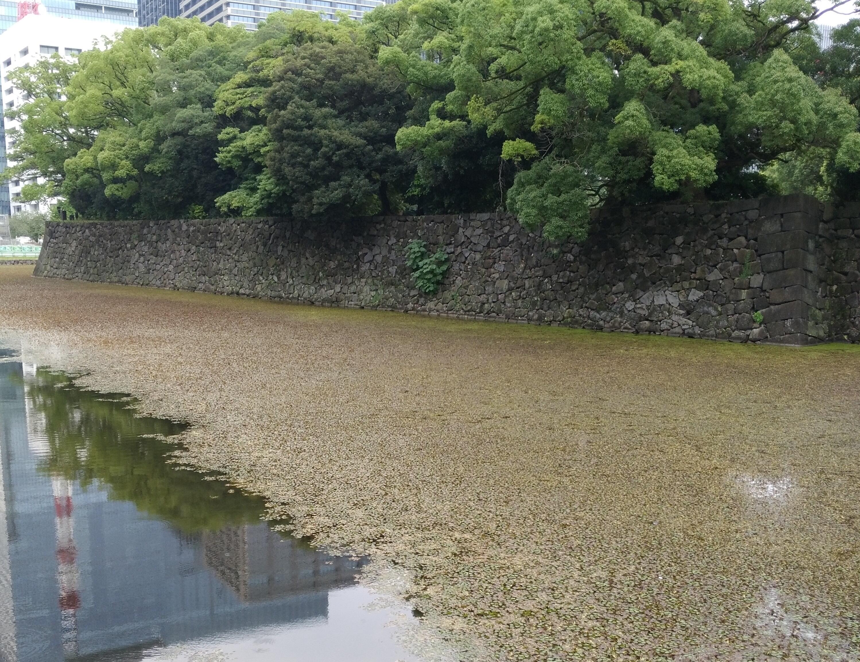 ・・IMG_20190827_122506.jpg