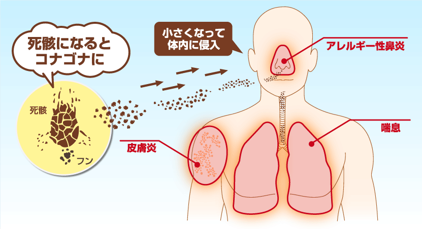 ダニアレルギーのメカニズム