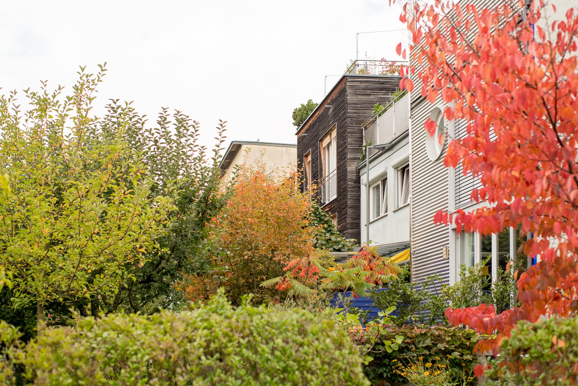 植物を使って家の間の仕切りにしている