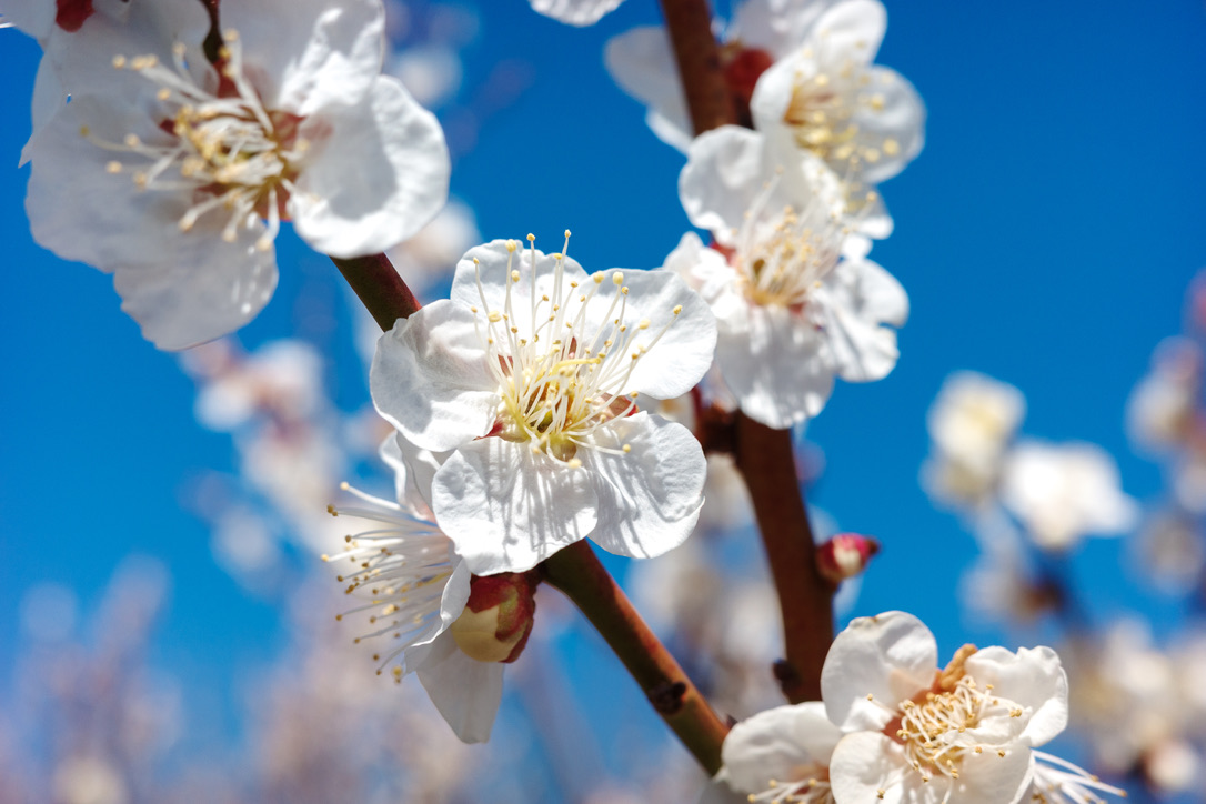 白梅のクローズアップ