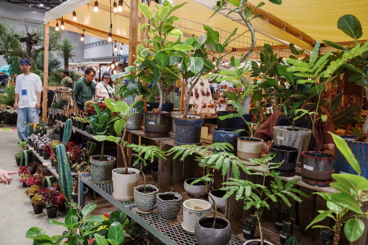 観葉植物やサボテンが並ぶグリーンエリア