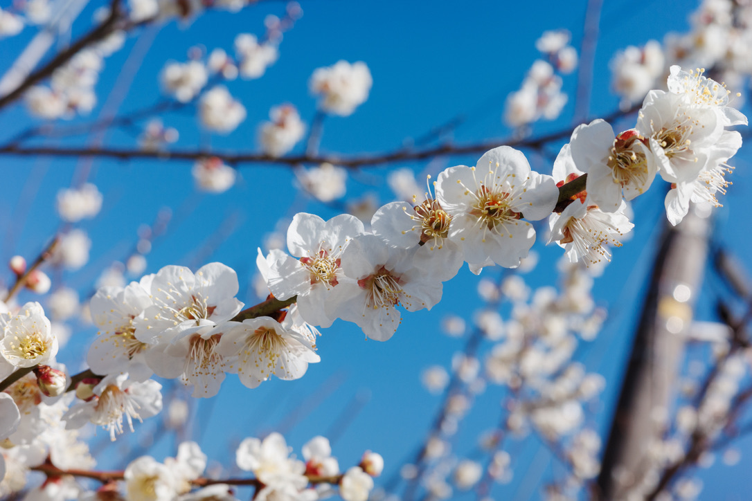 白梅の枝