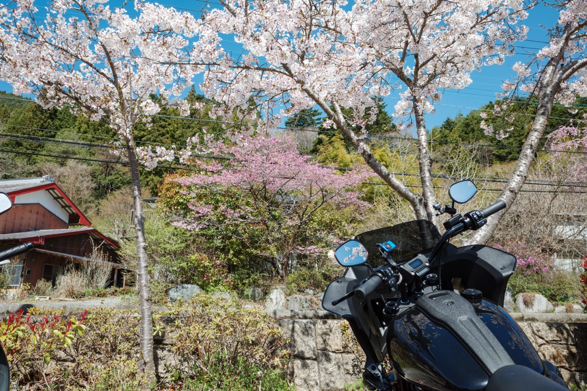 道の駅道志でローライダーSTと桜