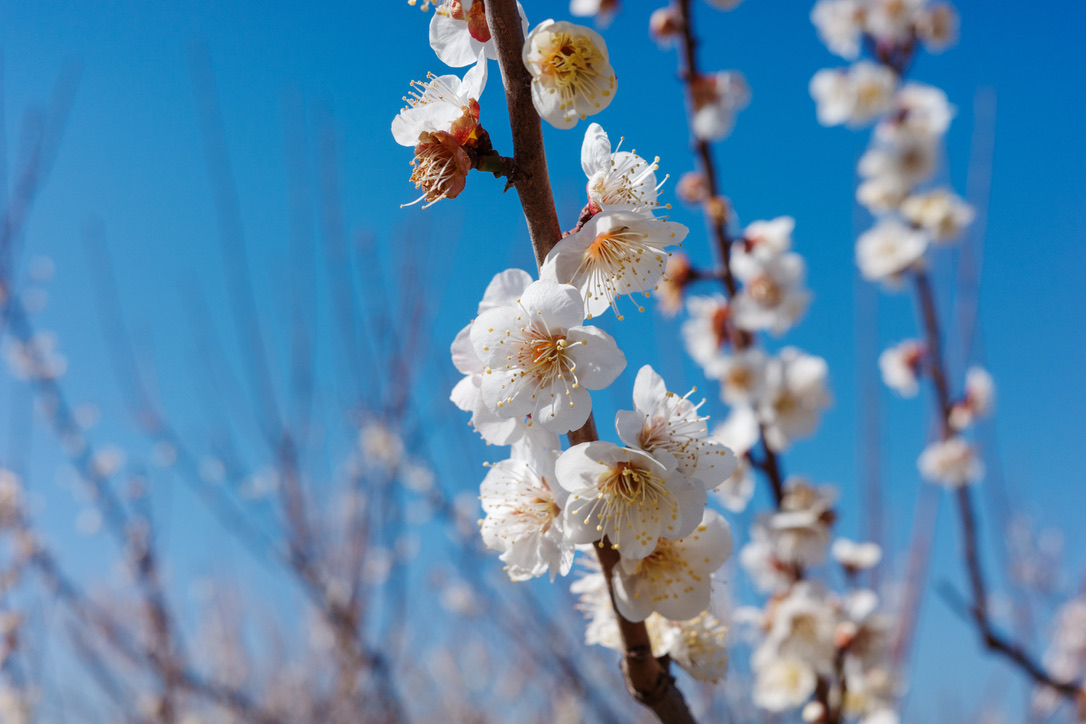青空と白梅