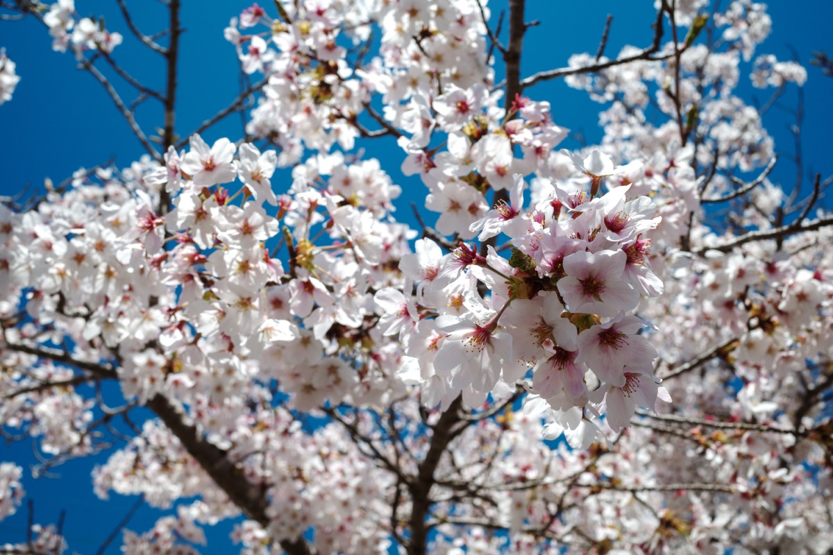道の駅道志の桜
