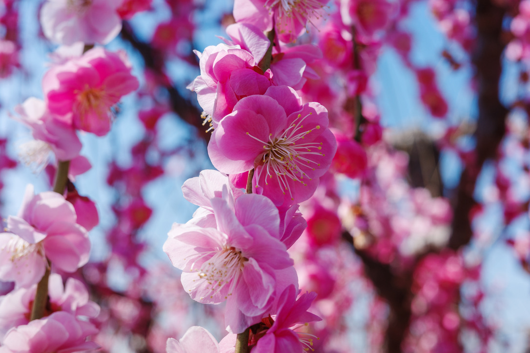 鮮やかなピンクの梅の花