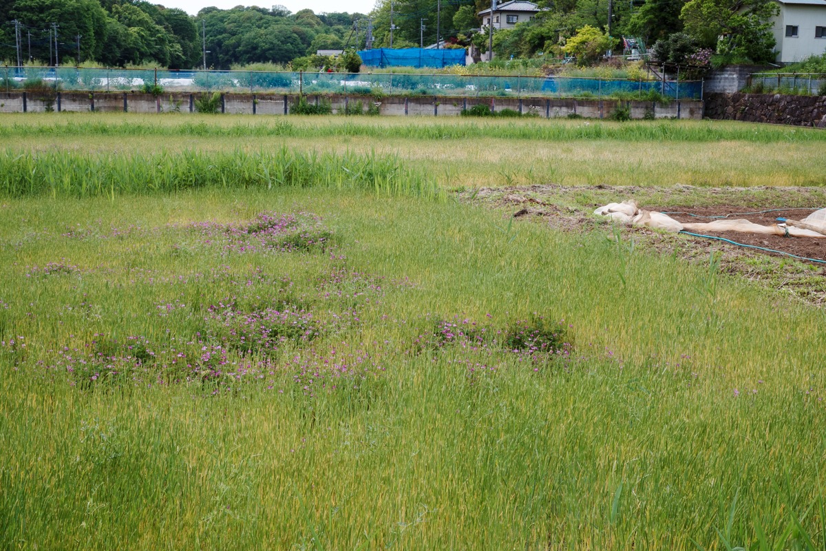 田園風景と道端のお花