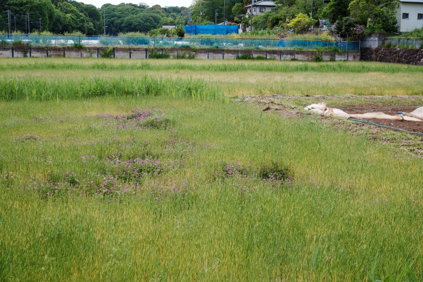 田園風景と道端のお花