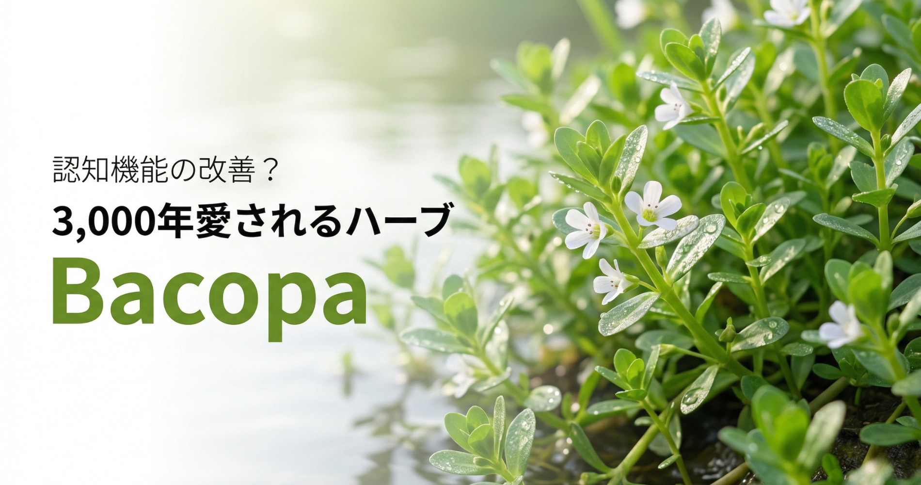 「バコパ」とは？ ── 3000年の歴史を持つ"脳のハーブ"の実力に迫る