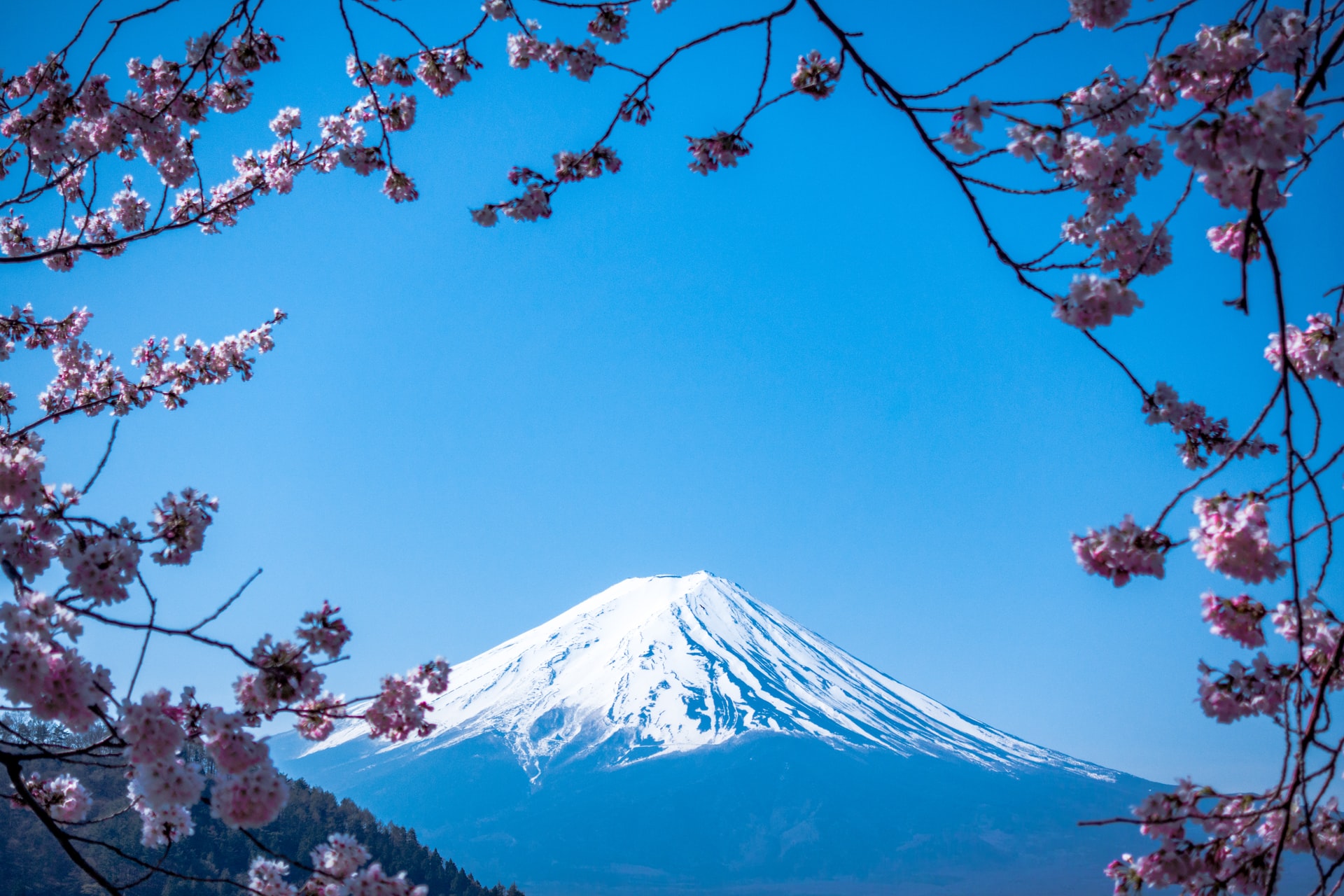 梅の花と富士山