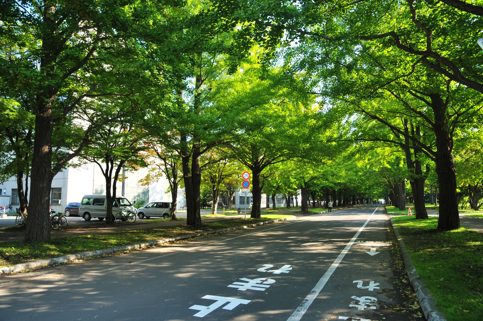 日本の並木道