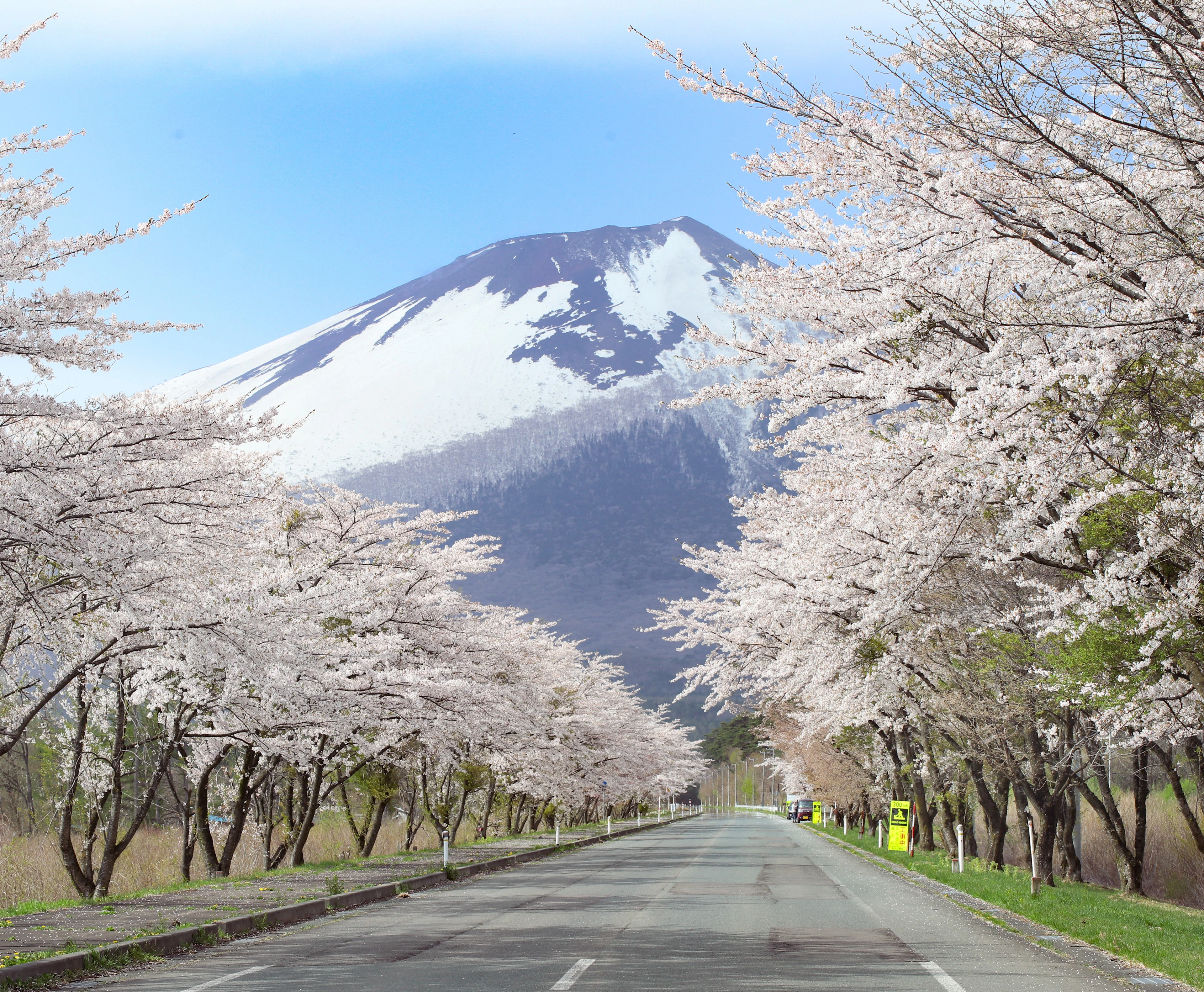 桜前線を追いかける春の旅