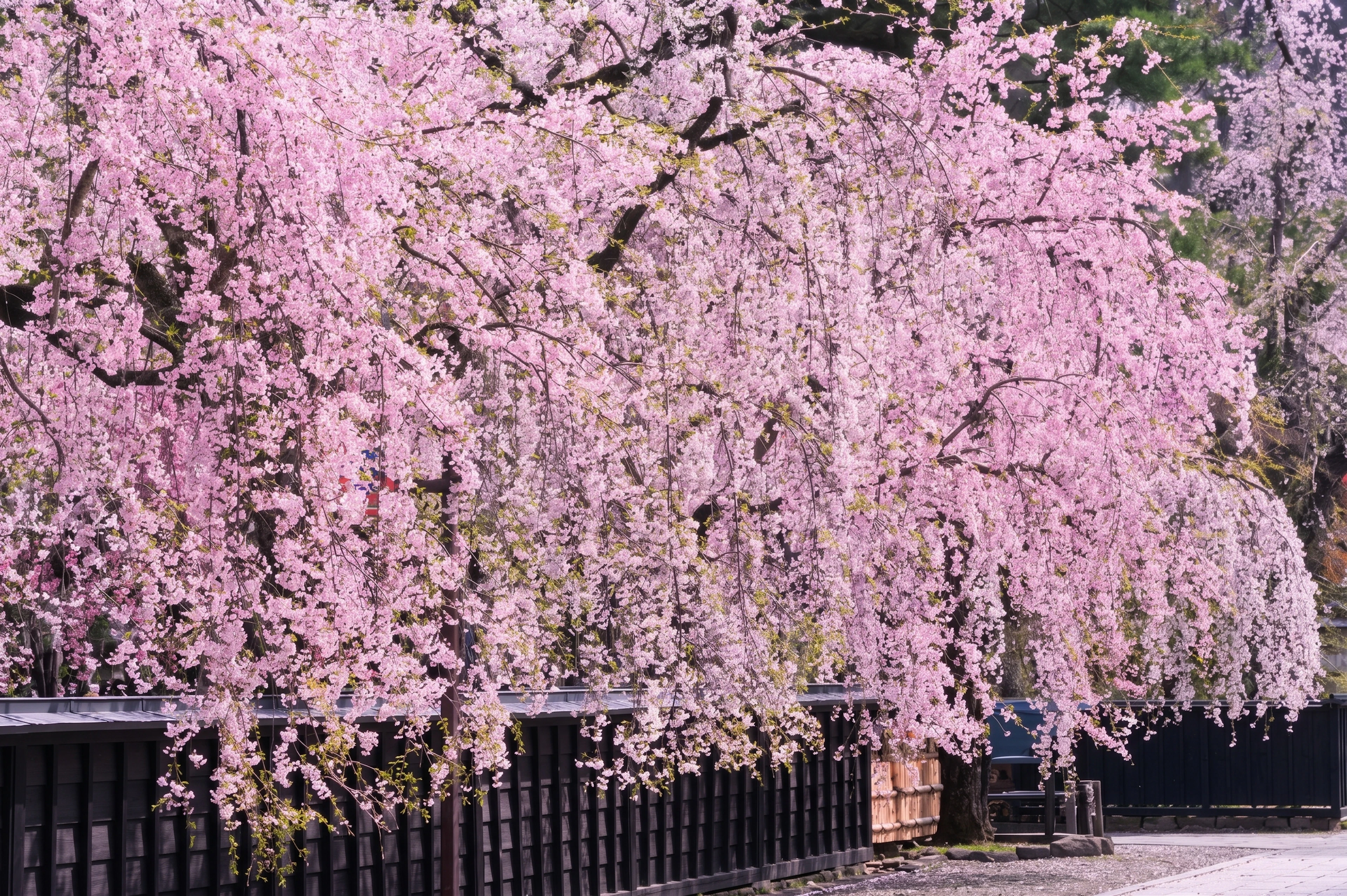 桜前線を追いかける春の旅