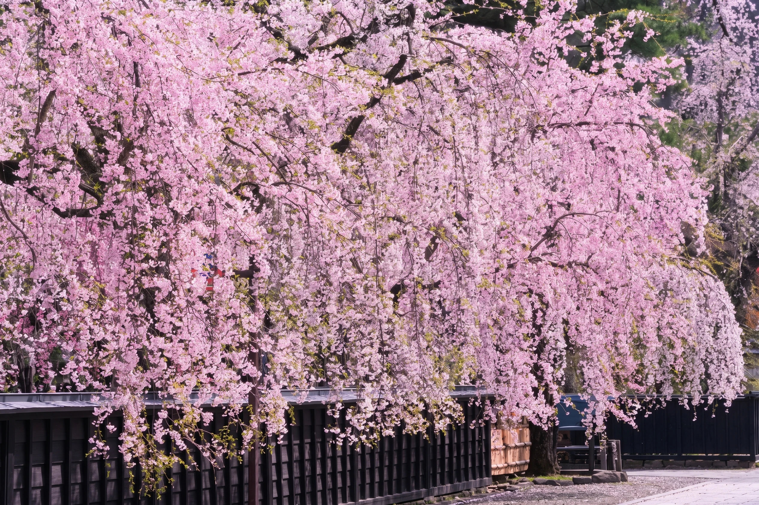 桜前線を追いかける春の旅