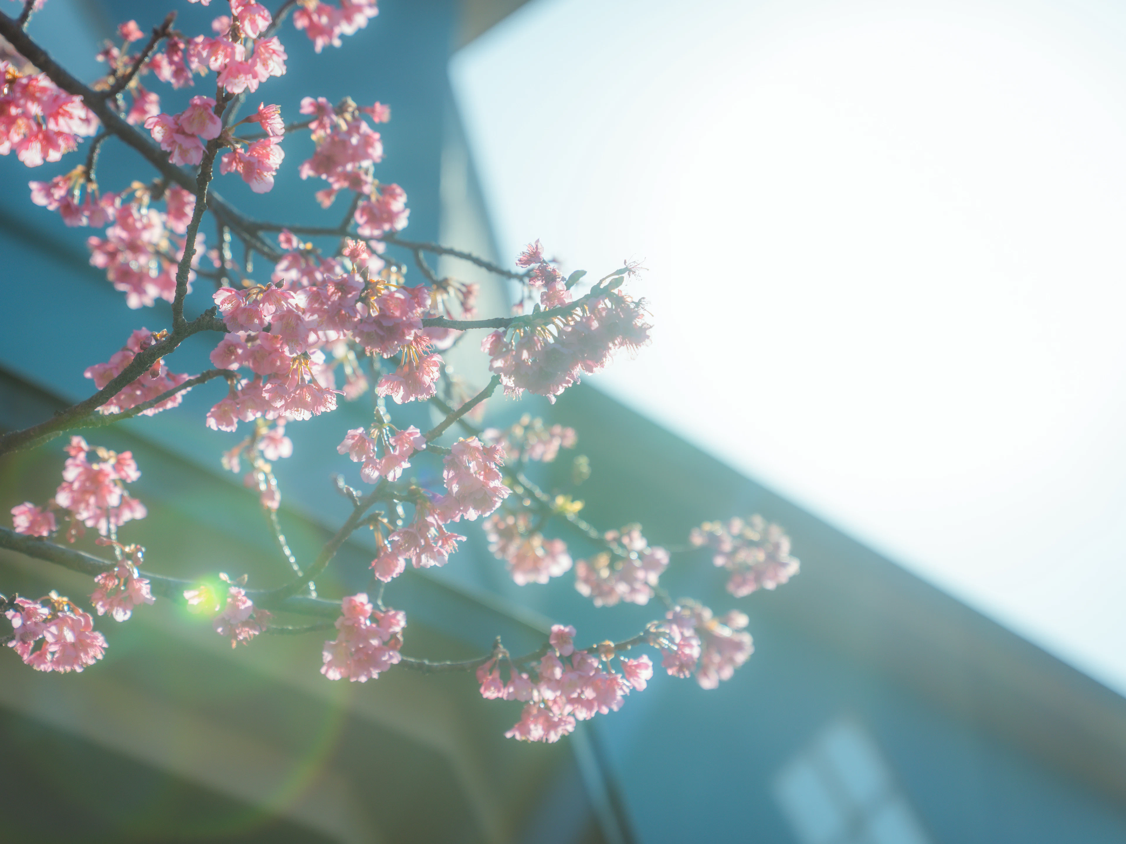 桜前線を追いかける春の旅
