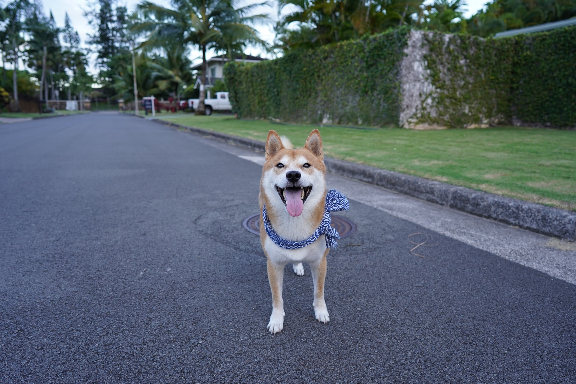 今年はやはり犬コインの年か？DOGEに続きSHIB価格が300%以上高騰