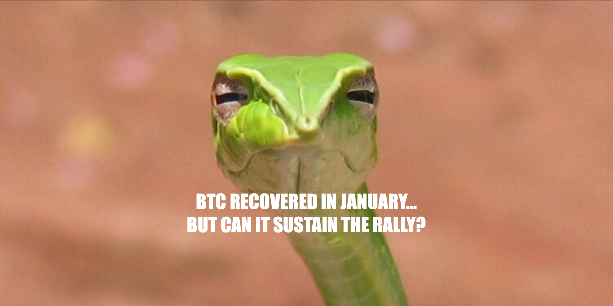 好調なスタートを切ったBTC　1月の相場上昇は本物か？：2月のBTC相場
