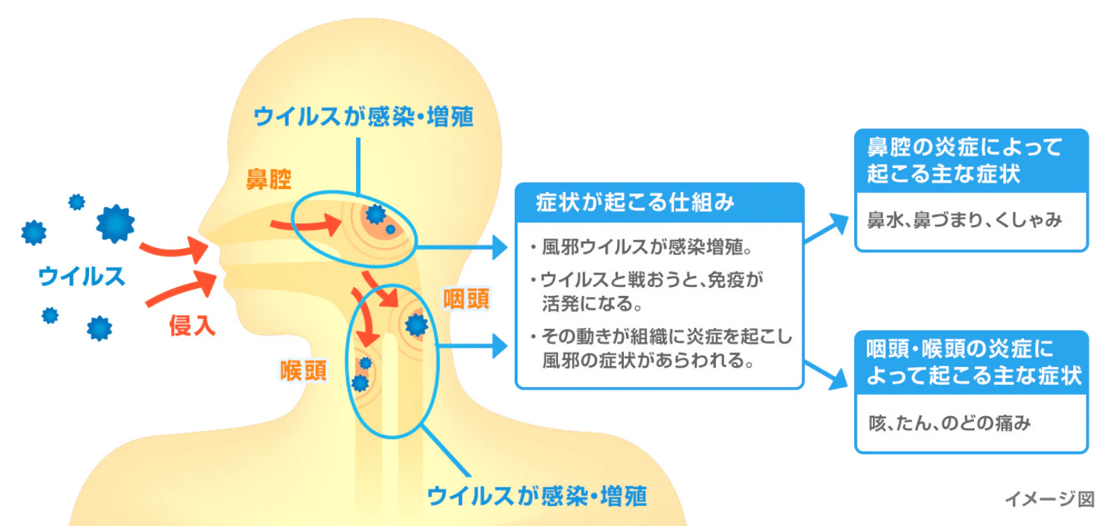 風邪ウイルスの侵入経路と主な感染部位、症状