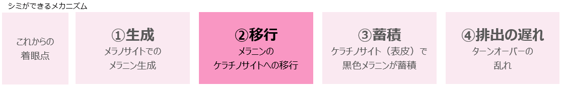 【シミができるメカニズム】①生成：メラノサイトでのメラニン生成、②移行：メラニンのケラチノサイトへの以降、③蓄積：ケラチノサイト（表皮）で黒色メラニンが蓄積、④排出の遅れ：ターンオーバーの乱れ