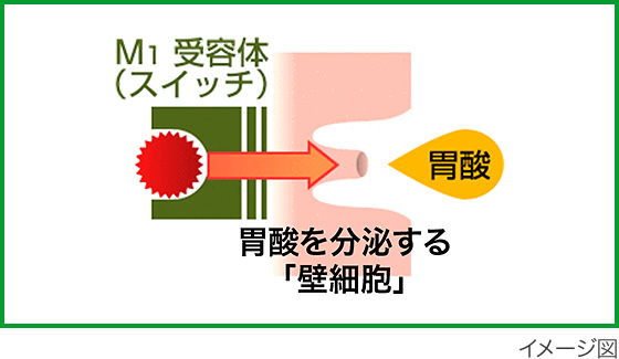 M1受容体（スイッチ）