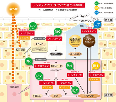 L-システインとビタミンCの働きの図