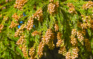 杉の花粉 ② 花粉症を引き起こす植物の種類とは？～スギ花粉・ヒノキ花粉・ブタクサ