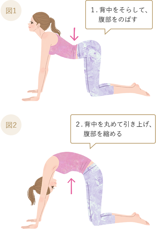 1.背中をそらして、腹部をのばす 2.背中を丸めて引き上げ、腹部を縮める