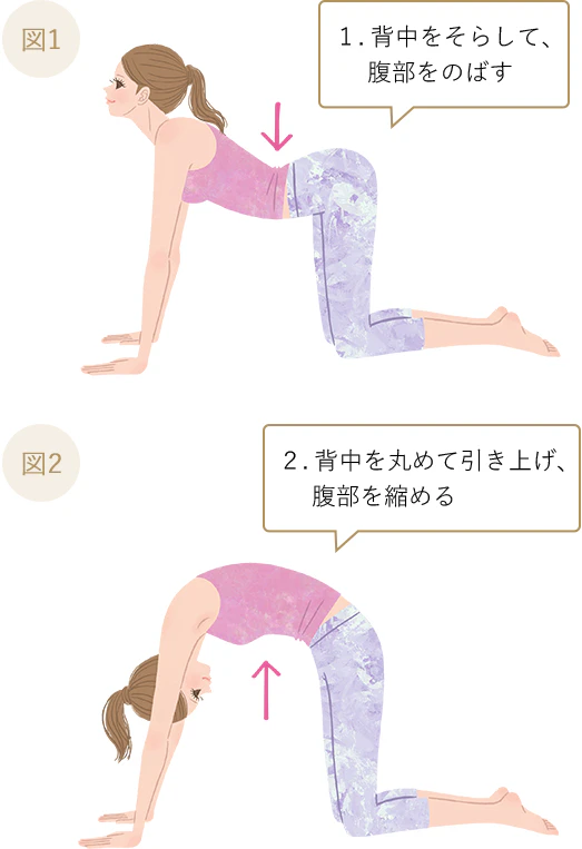 1.背中をそらして、腹部をのばす 2.背中を丸めて引き上げ、腹部を縮める