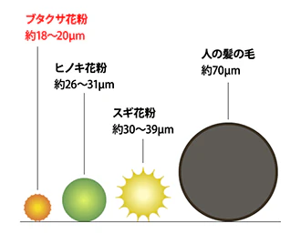 ブタクサ花粉・ヒノキ花粉・スギ花粉・人の髪の毛