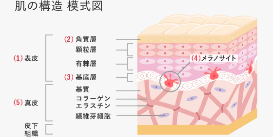 肌の構造 模式図