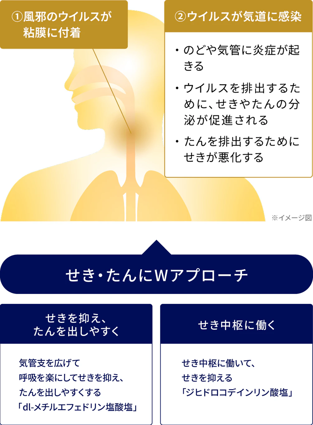 ①風邪のウイルスが粘膜に付着 ②ウイルスが気道に感染：のどや気管に炎症が起きる、ウイルスを排出するために、せきやたんの分泌が促進される、たんを輩出するためにせきが悪化する せき・たんにWアプローチ せきを抑え、たんを出しやすく：気管支を広げて呼吸を楽にしてせきを抑え、たんを出しやすくする「dl-メチルエフェドリン塩酸塩」 せき中枢に働く：せき中枢に働いて、せきを抑える「ジヒドロコデインリン酸塩」