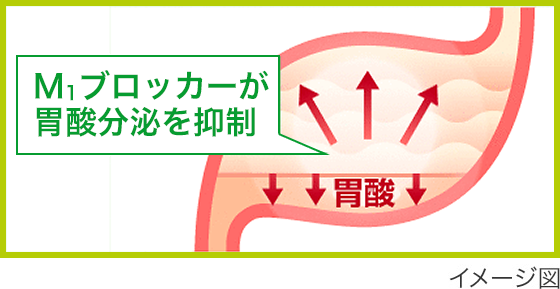 M1ブロッカーが胃酸分泌を抑制