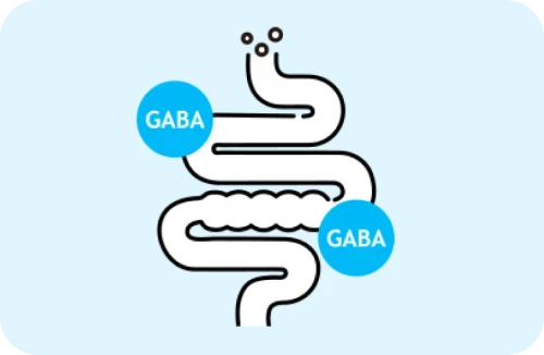 「GABA」が腸で吸収されるイメージ