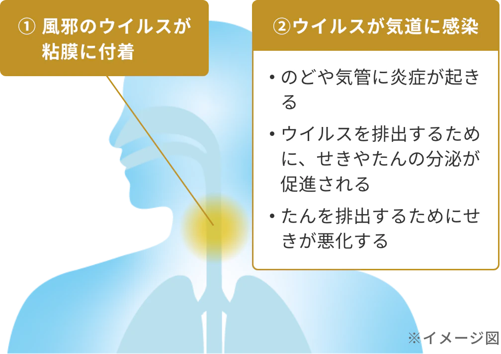 ①風邪のウイルスが粘膜に付着②ウイルスが気道に感染:のどや気管に炎症が起きる、ウイルスを排出するためにせきやたんの分泌が促進される、たんを排出するためにせきが悪化する