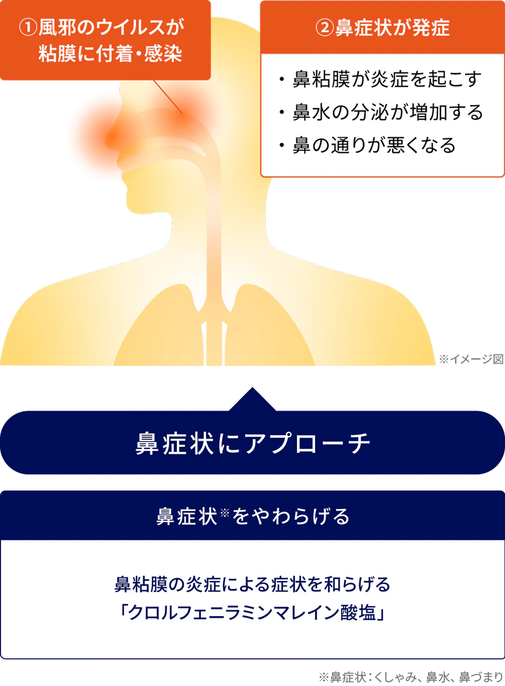 ①風邪のウイルスが粘膜に付着・感染 ②鼻症状が発症：鼻粘膜が炎症を起こす、鼻水の分泌が増加する、鼻の通りが悪くなる 鼻症状にアプローチ 鼻症状※をやわらげる 鼻粘膜の炎症による症状を和らげる「クロルフェニラミンマレイン酸塩」