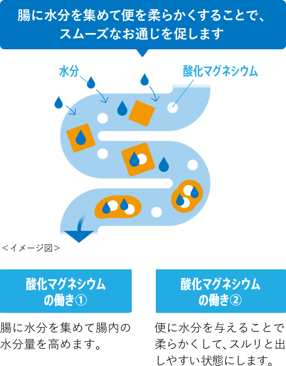腸に水分を集めて便を柔らかくすることで、スムーズなお通じを促します<イメージ図>